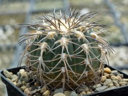 Gymnocalycium spegazzinii VG 748 #5