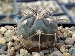 Gymnocalycium spegazzinii v. horizonthalonium HNS 444 #1