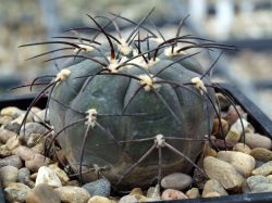 Gymnocalycium spegazzinii v. horizonthalonium HNS 444 #2