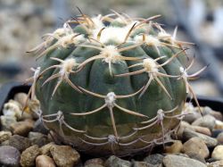 Gymnocalycium spegazzinii v. punillense VG 370