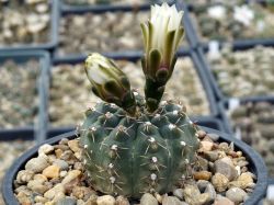 Gymnocalycium stellatum