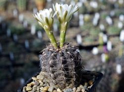 Gymnocalycium taningaense VG 310 #1