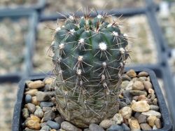 Gymnocalycium taningaense VG 310