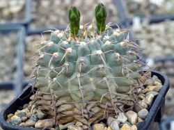 Gymnocalycium vatteri VG 415 #3