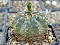 Gymnocalycium vatteri VG 415 #4
