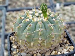 Gymnocalycium vatteri VG 415 #1