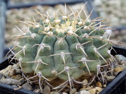 Gymnocalycium vatteri VG 415 #2