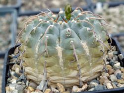 Gymnocalycium vatteri f. 1 spin