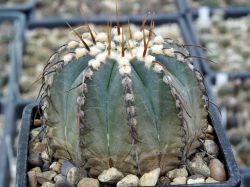 Gymnocalycium vatteri v. altautinense VG 302 #1