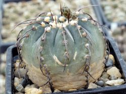 Gymnocalycium vatteri v. altautinense VG 302 #2