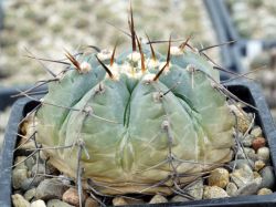 Gymnocalycium vatteri v. altautinense VG 302 #3