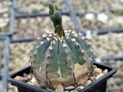 Gymnocalycium vatteri v. altautinense VG 302 #4