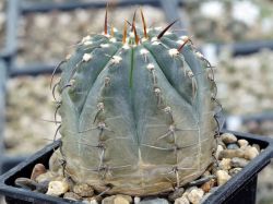 Gymnocalycium vatteri v. altautinense VG 302 #5