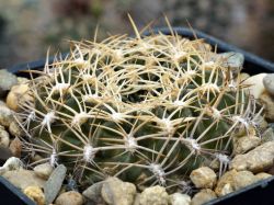 Lobivia acanthoplegma v. roseiflora WR 457 #1