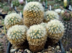 Mammillaria carmenae #2
