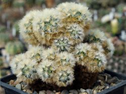 Mammillaria carmenae #3