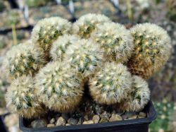 Mammillaria carmenae #1