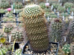 Mammillaria dixanthocentron