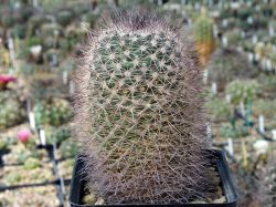 Mammillaria grusonii v. longispina