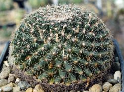 Mammillaria hemisphaerica RS 100