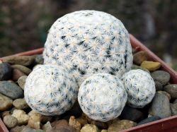Mammillaria herrerae #1