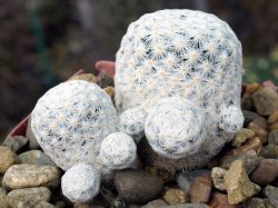 Mammillaria herrerae #2