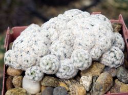 Mammillaria herrerae