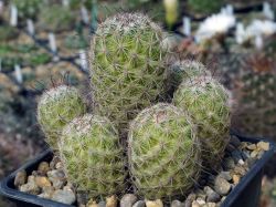Mammillaria mazatlanensis #1