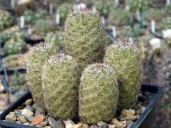 Mammillaria mazatlanensis #2