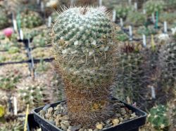 Mammillaria parkinsonii SB 315