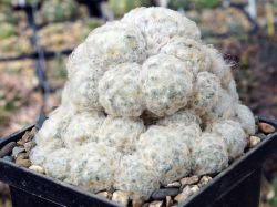 Mammillaria plumosa #2