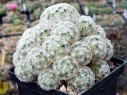 Mammillaria plumosa #1