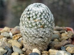 Mammillaria sanchez-mejoradae