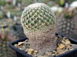 Mammillaria solisioides #1
