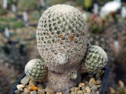 Mammillaria solisioides #2