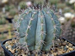 Melocactus azureus HU 256 #2