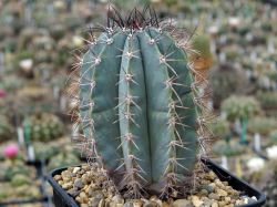 Melocactus azureus HU 256 #1