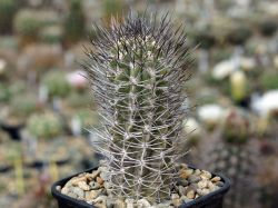 Neochilenia floccosa KK 1173