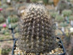 Neoporteria gerocephala