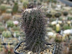 Parodia culpinensis VG 924 #1