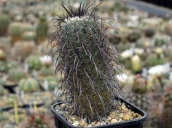 Parodia culpinensis VG 924 #2