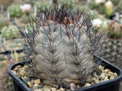 Pyrrhocactus megliolii