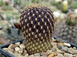 Sulcorebutia losenickyana VZ 88