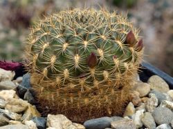 Sulcorebutia santiaginiensis VS 353