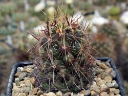 Thelocactus bicolor v. tricolor
