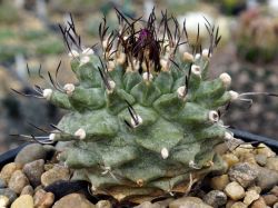 Turbinicarpus alonsoi RS 546