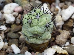 Ortegocactus macdougallii
