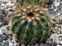 Parodia bilbaoensis L 384