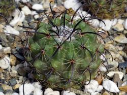 Parodia culpinensis VG 927