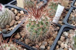 Parodia muhrii P 155